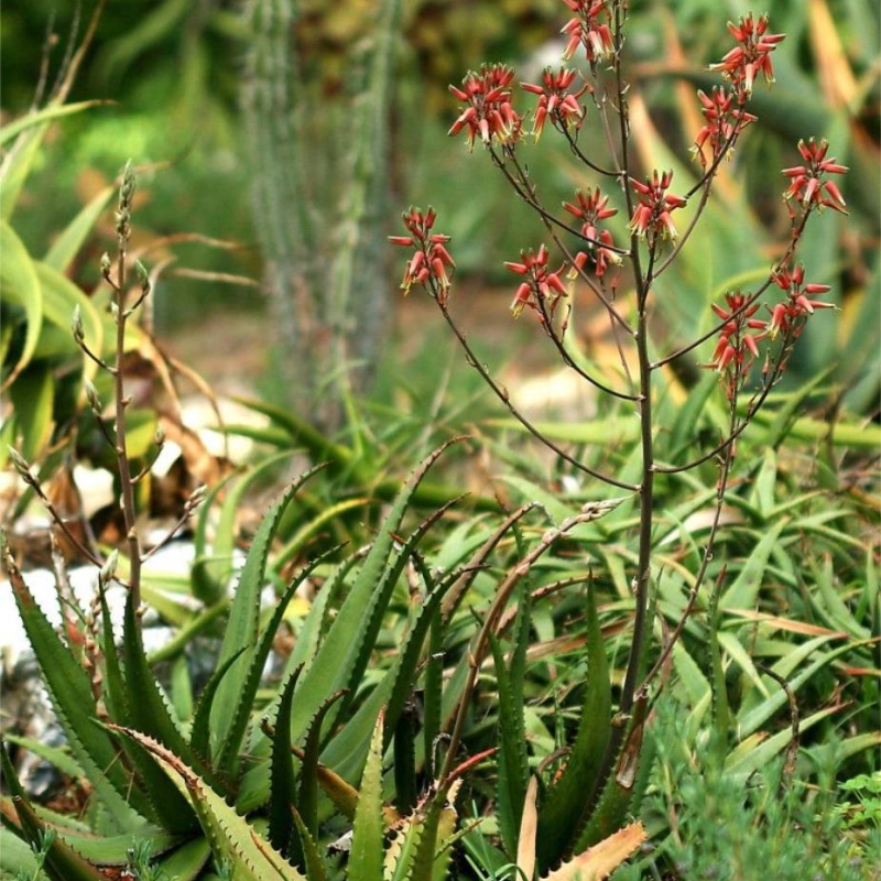 Somalian Aloe Aloe somaliensis
